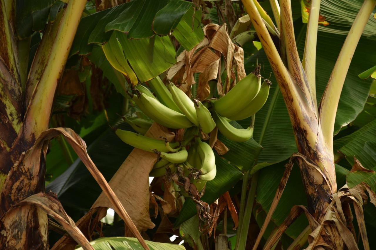 Quinta El Mamey Hotell Río Verde Eksteriør bilde